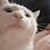 Spacecat
